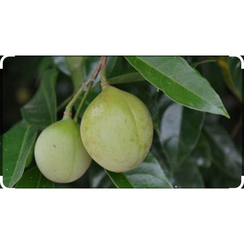 

Buah Pala Muda Segar 1Kg - segar dan segar