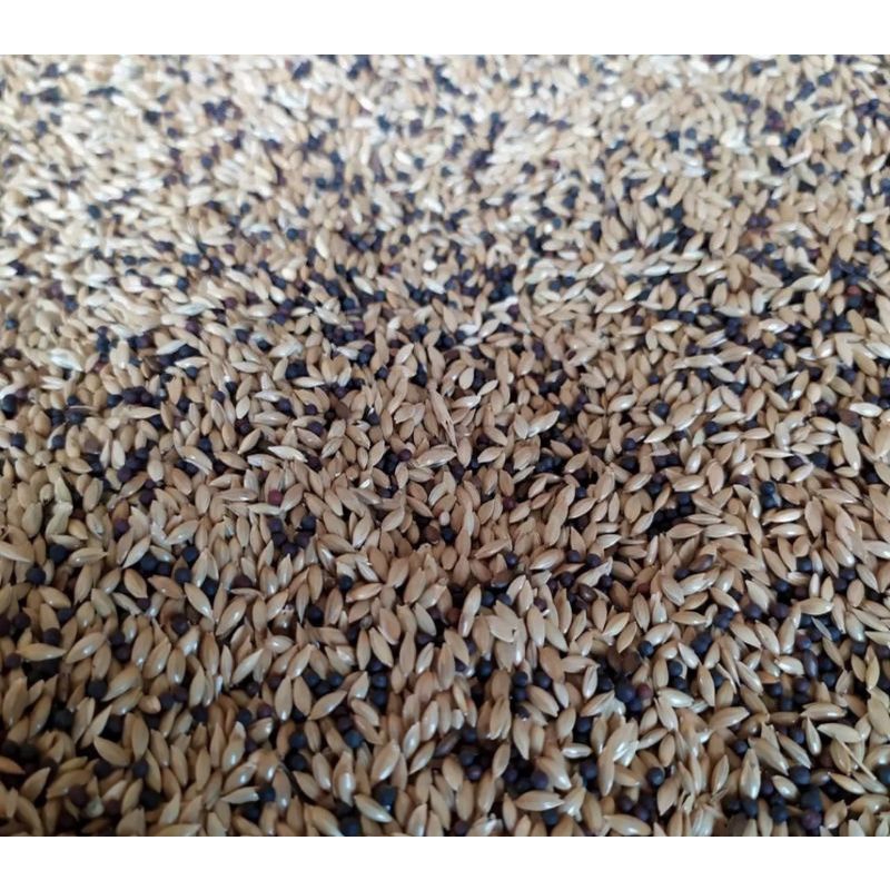 kenari seed biji sawi campur racikan pakan burung kenari