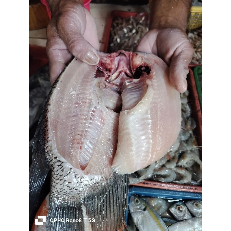 

ikan gurame belah pungggung fres/500grm