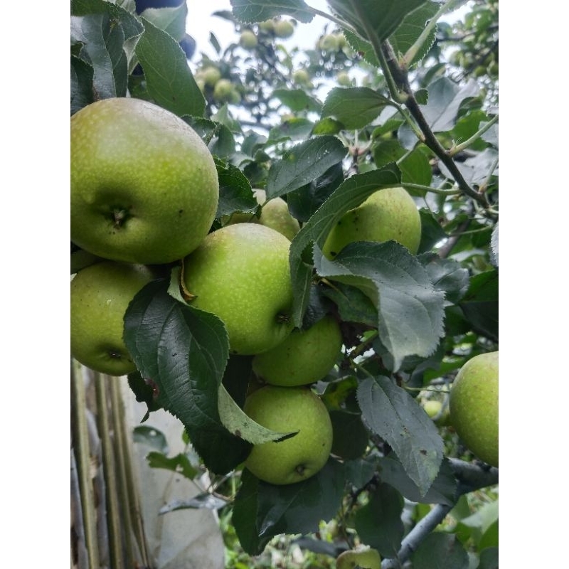 

apel manalagi 1 kg kualitas A-B - apel batu malang - apel madu - apel fresh petik pohon - oleh oleh batu malang