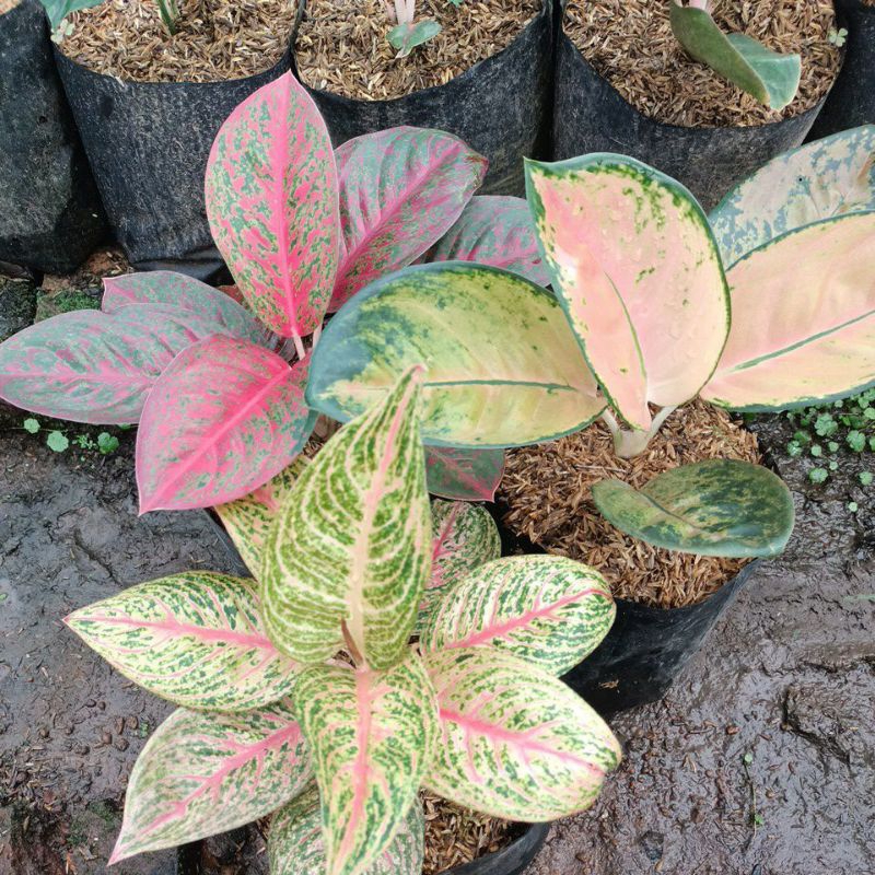 paket aglonema red Stardust, red legacy, sultan Brunai