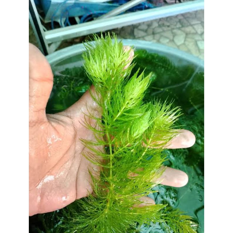 Ganggang air Ekor Tupai