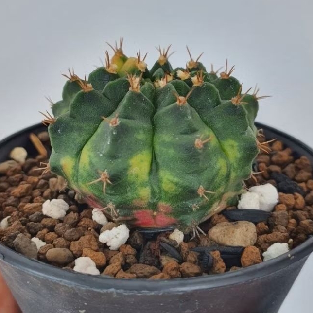 Gymnocalycium Mihanovichii Aurora
