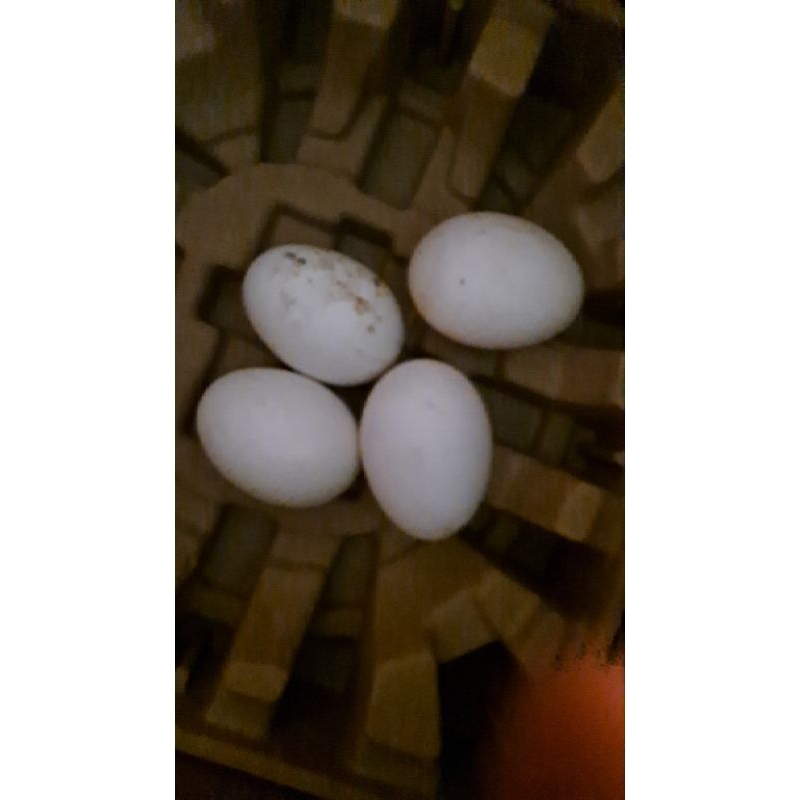

telur Angsa
