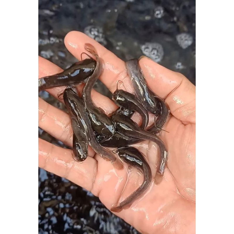 bibit ikan lele ukuran 4-5 cm paket isi 1000 ekor