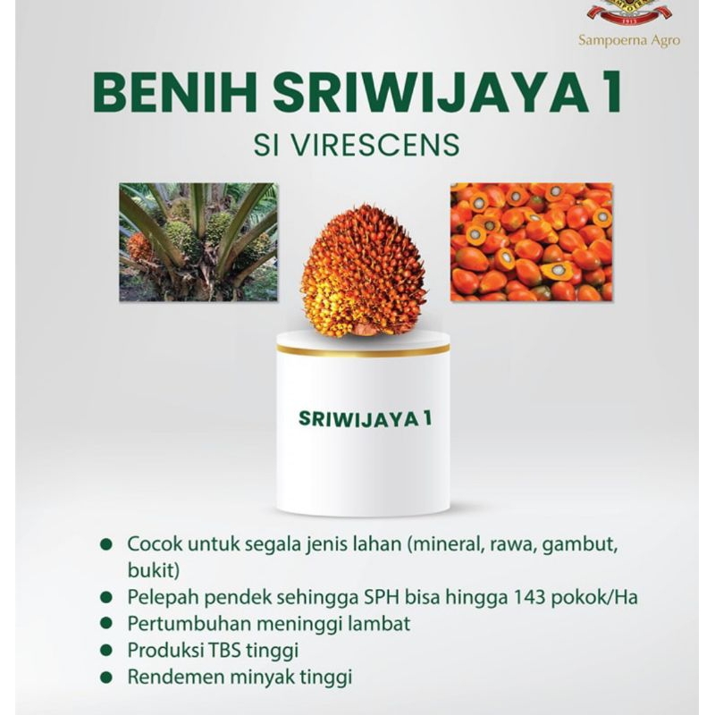 Harga Eceran 6000/butir Benih Sawit Unggul DxP SRIWIJAYA 1 original