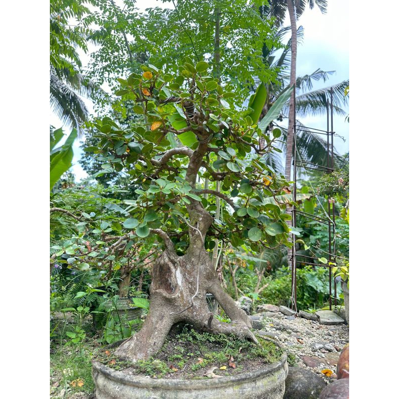 bonsai dollar umur 5 tahun