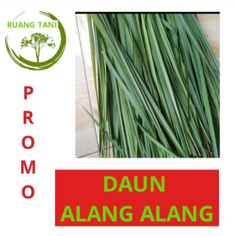 

DAUN ALANG ALANG FRESH