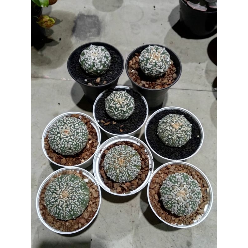 Paket astrophytum V type