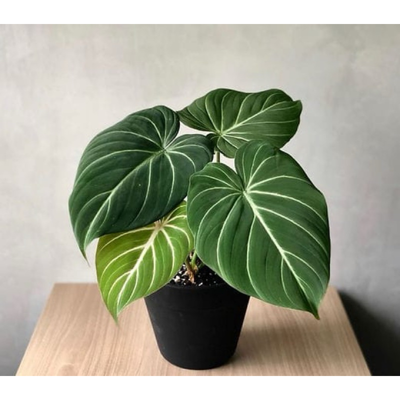 tanaman hias philodendron gloriosum-tanaman hias philodendron gloriosum dark form