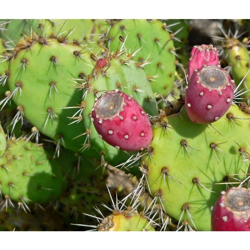 BENIH KAKTUS OPUNTIA DURI TAJAM BERBUAH BARSOMI KUNING