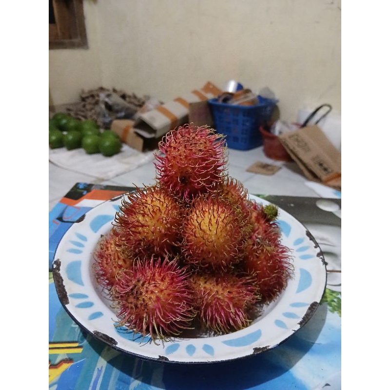 

Rambutan ACE Nglotok
