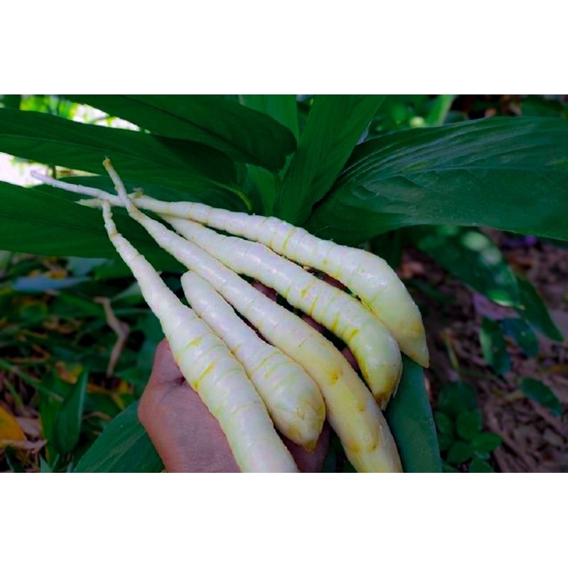 

Umbi garut segar 500gram