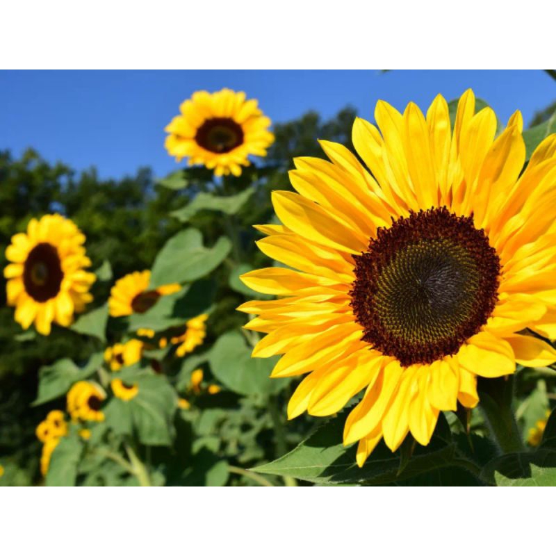 Tanaman Bibit Bunga Matahari