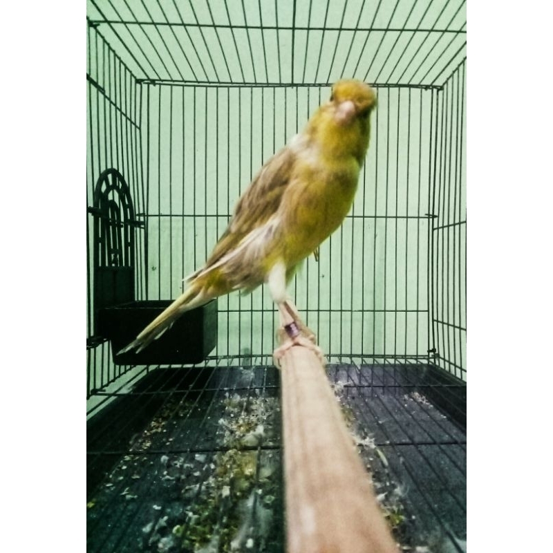 burung kenari bbRasmi betina