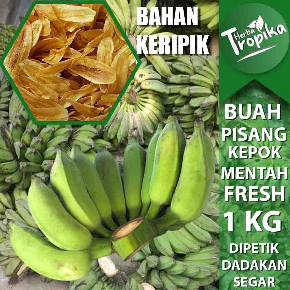 

Buah Pisang Kepok Mentah Untuk Membuat Kripik enak 1 Sisir 1 kg toko herba tropika