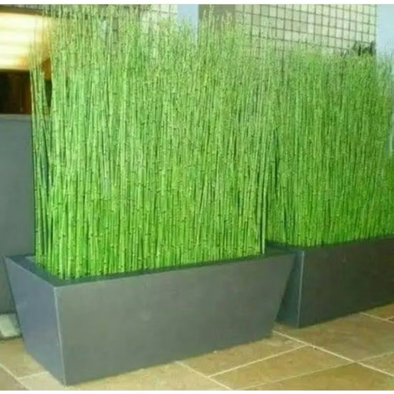 tanaman hias bambu air mini - pohon lidi - lidian bambu air bibit (Tanaman hias hidup indoor murah b