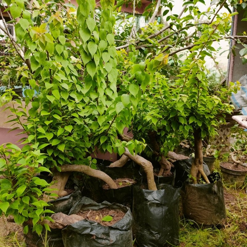 bunga bonsai bougenville singapore