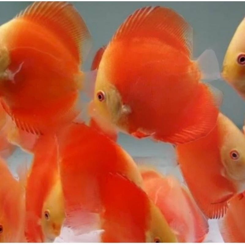 Discus Red Melon - Ikan Hias Aquascape