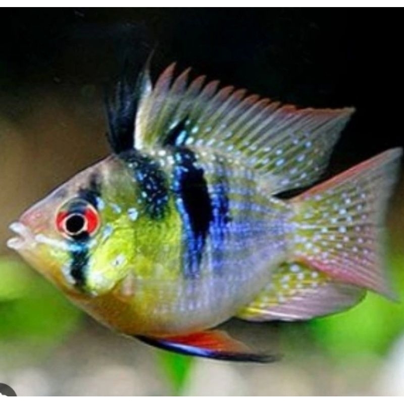 Ramirezi German - Ikan Hias Aquascape