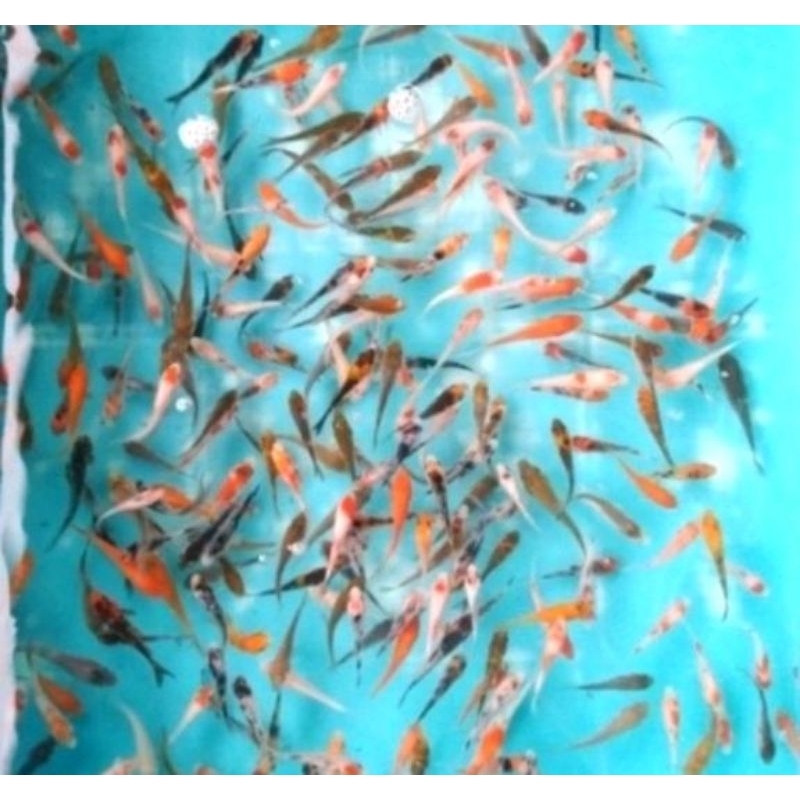 isi akuarium/kolam anakan KOI 100 ekr mix jenis dan warna asli blitar/hiasan akuarium