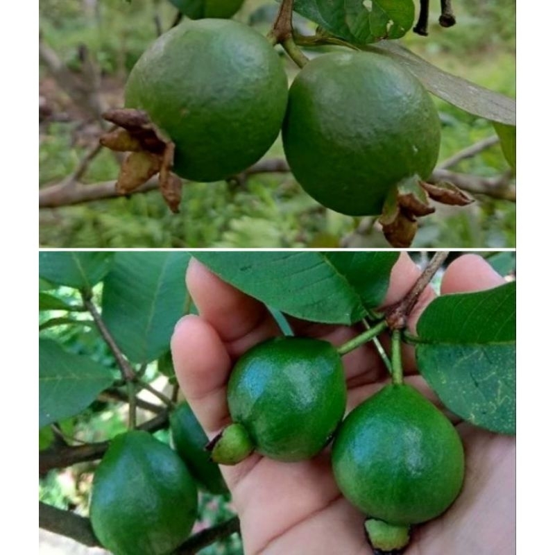 

Jambu pentil muda 7pcs/Jambu biji muda/Pentil jambu kristal/jambu muda klutuk