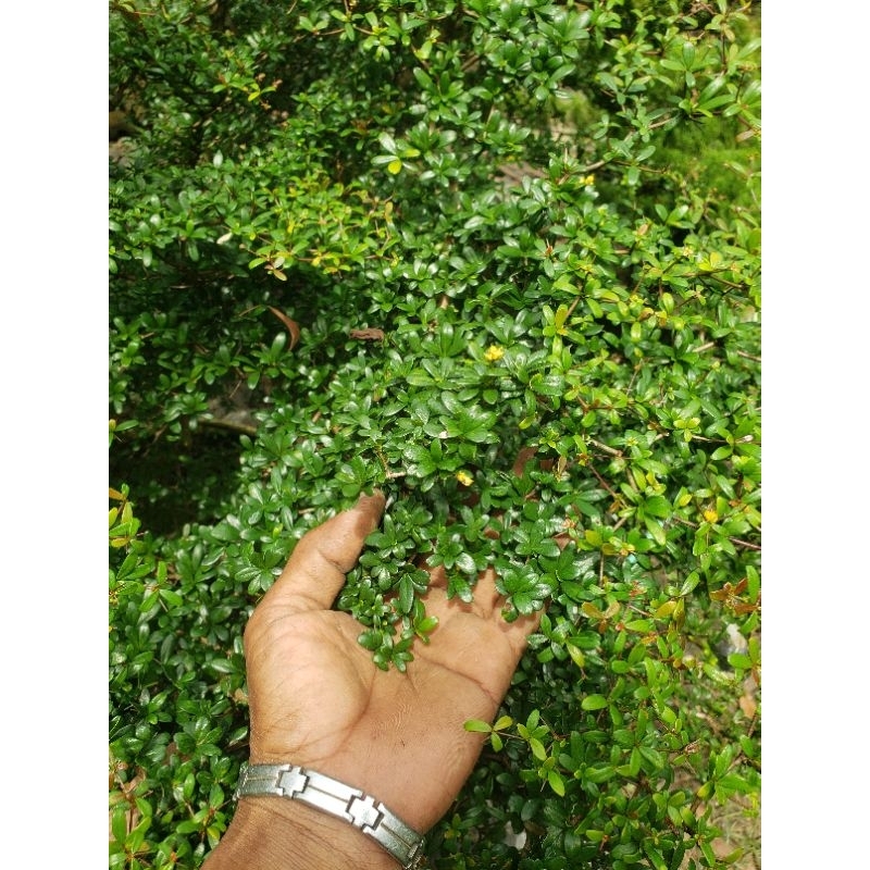 pohon bucida atau black olive bahan bonsai