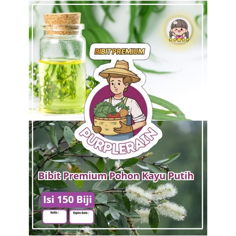 Bibit Premium Pohon Kayu Putih | Benih Biji Pohon Kayu Putih