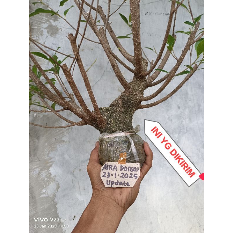 bahan bonsai kimeng cangkokan super prospek