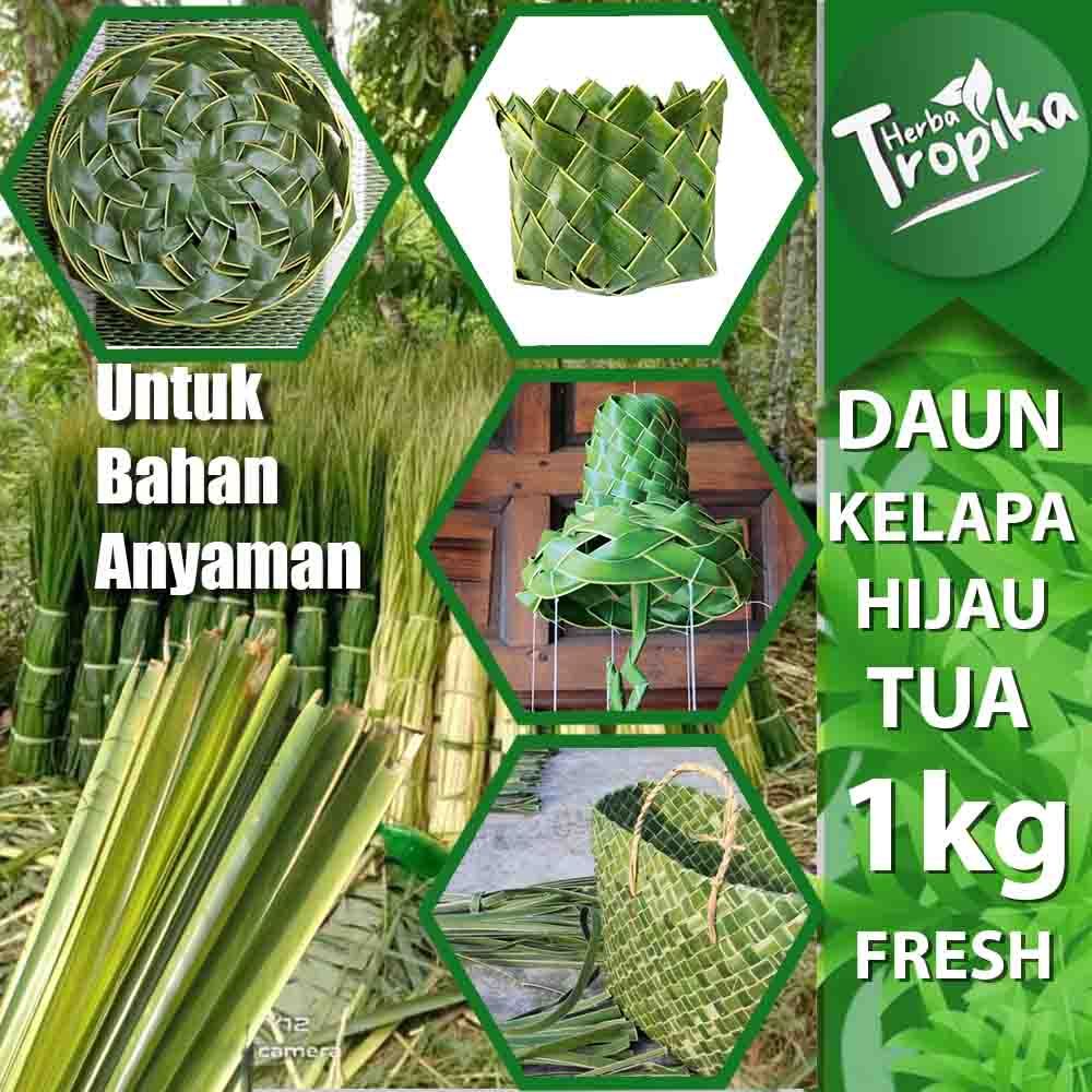 

Daun Pelapah kelapa tua per 1 kg untuk anyaman dan kerajinan toko herba tropika