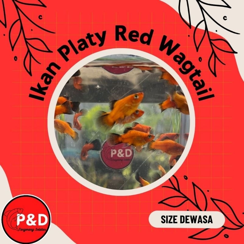 Ikan Platy Coral Wagtail | Platy Merah | Platy Merah Ekor Hitam | Platy Red | Hiasan Aquarium Aquasc