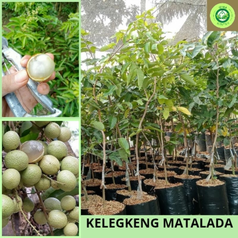 Bibit Kelengkeng Matalada hasil okulasi indukan berkualitas tinggi Tabulampot
