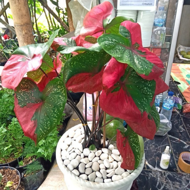 Tanaman hias keladi baret-tanaman hias keladi baret merah