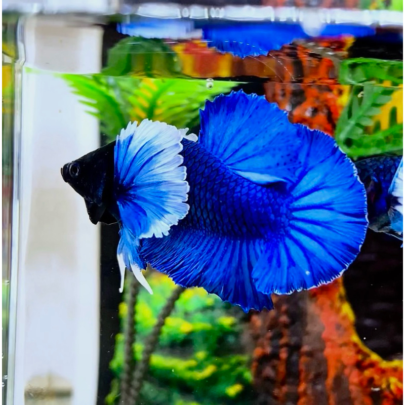 Cupang PKDE Blue Bagus