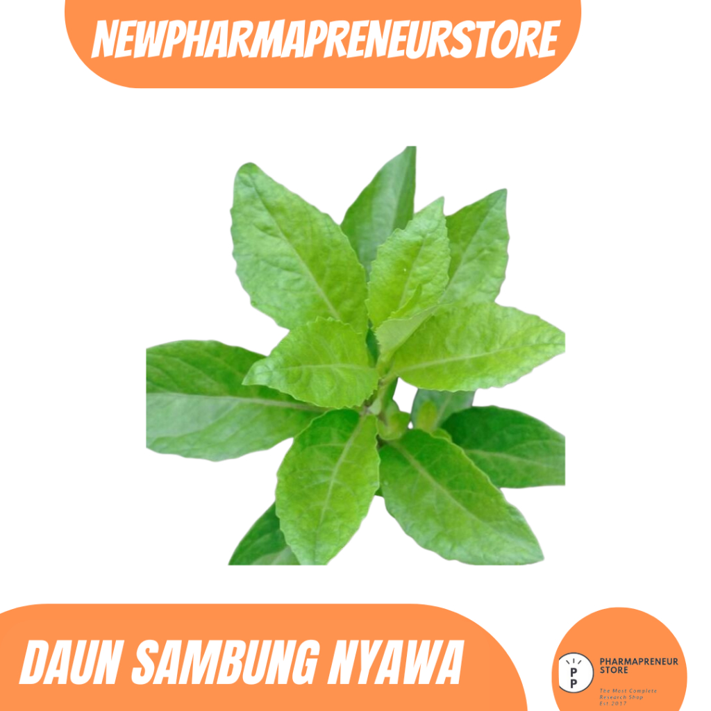

DREID SERBUK DAUN SAMBUNG NYAWA BEST QUALITY