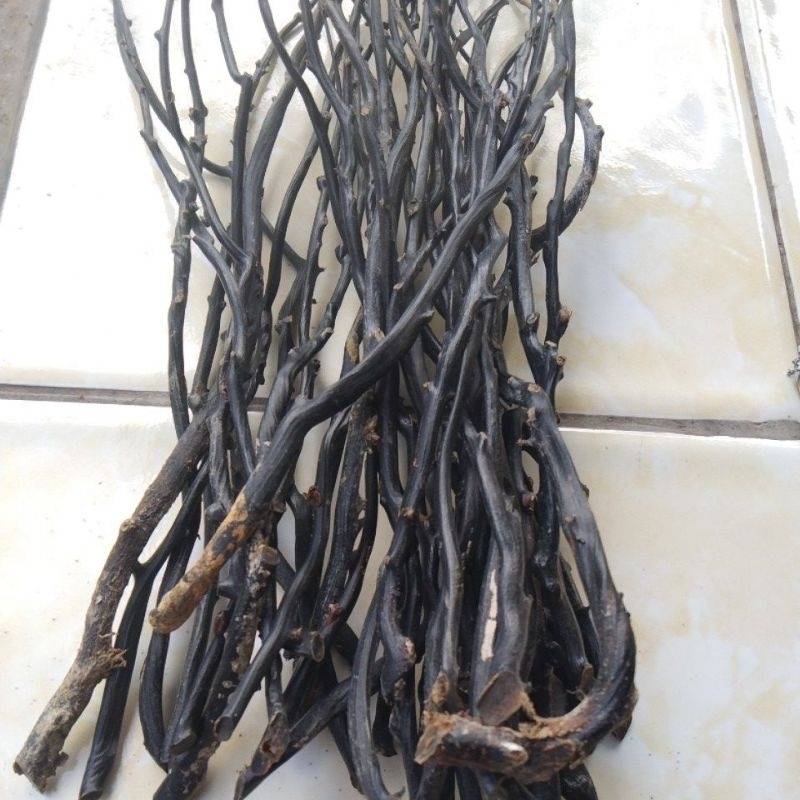 bahan akar Bahar hitam kecil