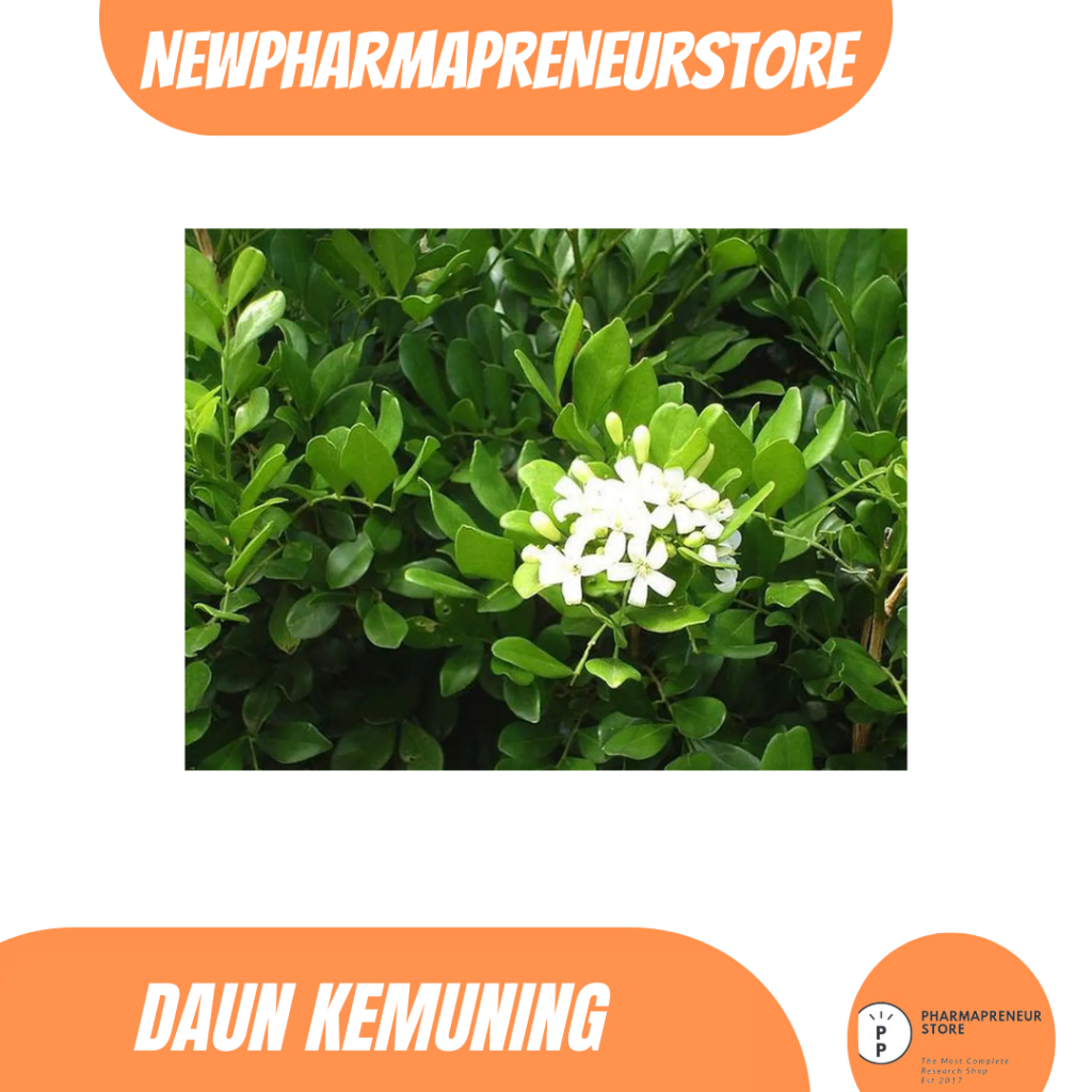 

DRIED SERBUK DAUN KEMUNING BEST QUALITY