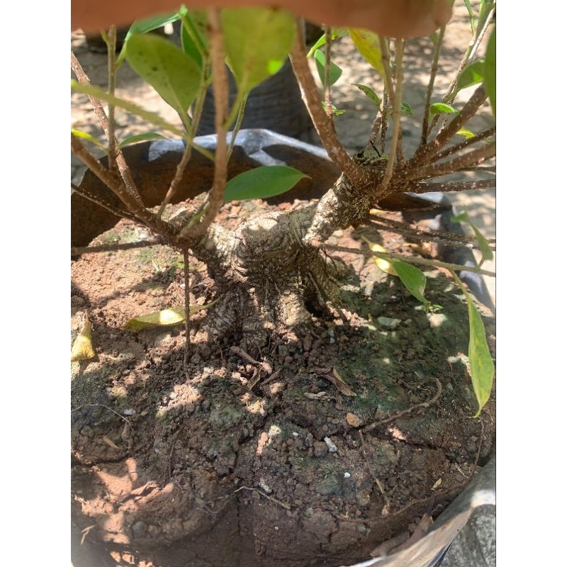 bahan bonsai kimeng prokar mame