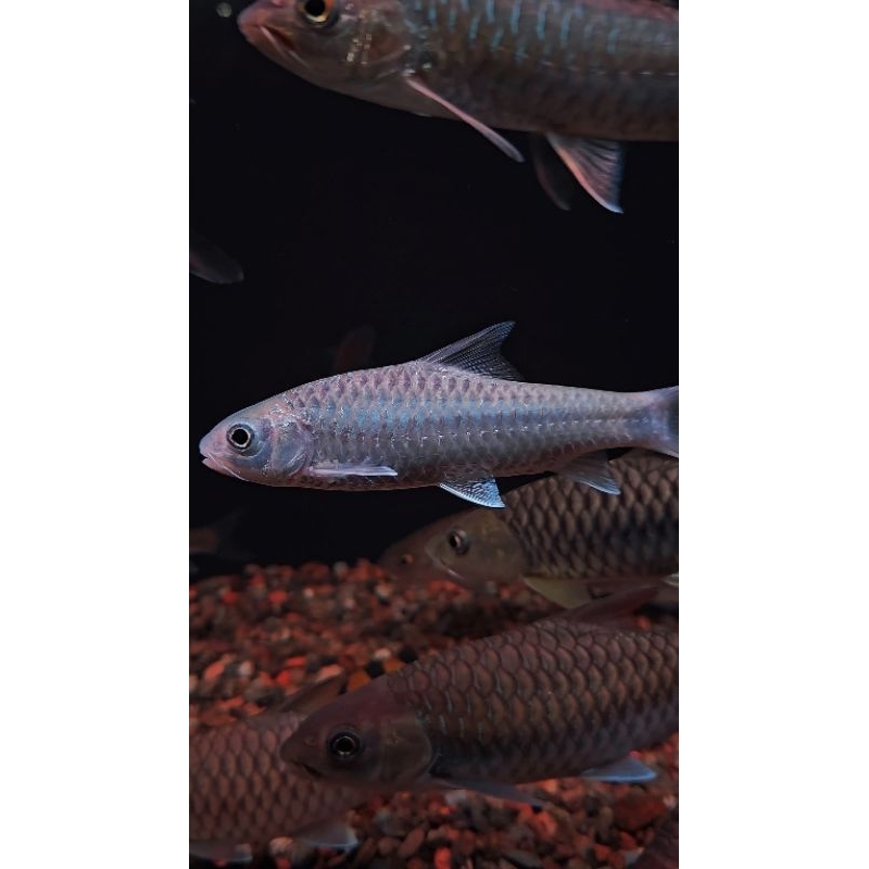 neo heter 10-12 2 ekor