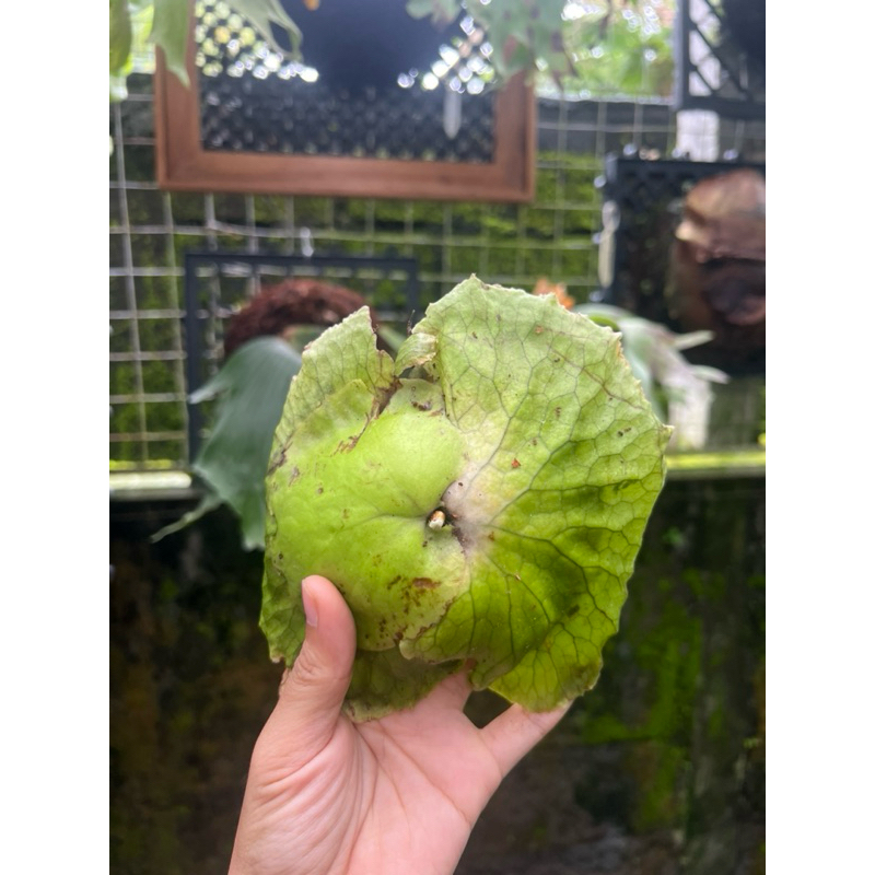 Cabutan Coronarium (S)