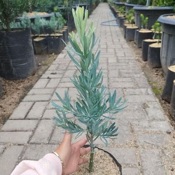 Tanaman Hias Lohansung Blue Ice - Bahan Bonsai - Laohansung - Lohansung Blue Es