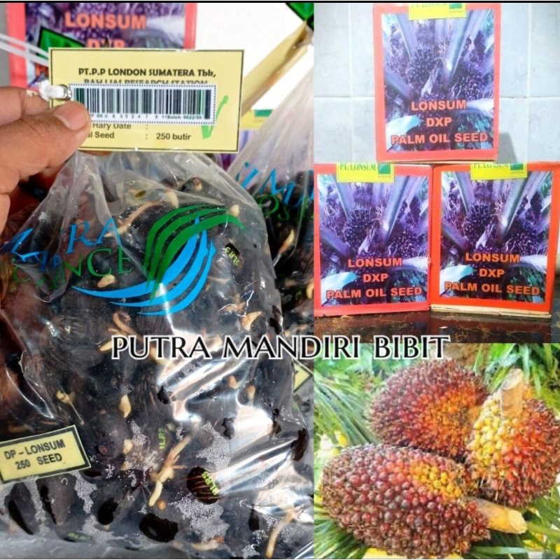 BIBIT SAWIT LONSUM KUALITAS UNGGUL