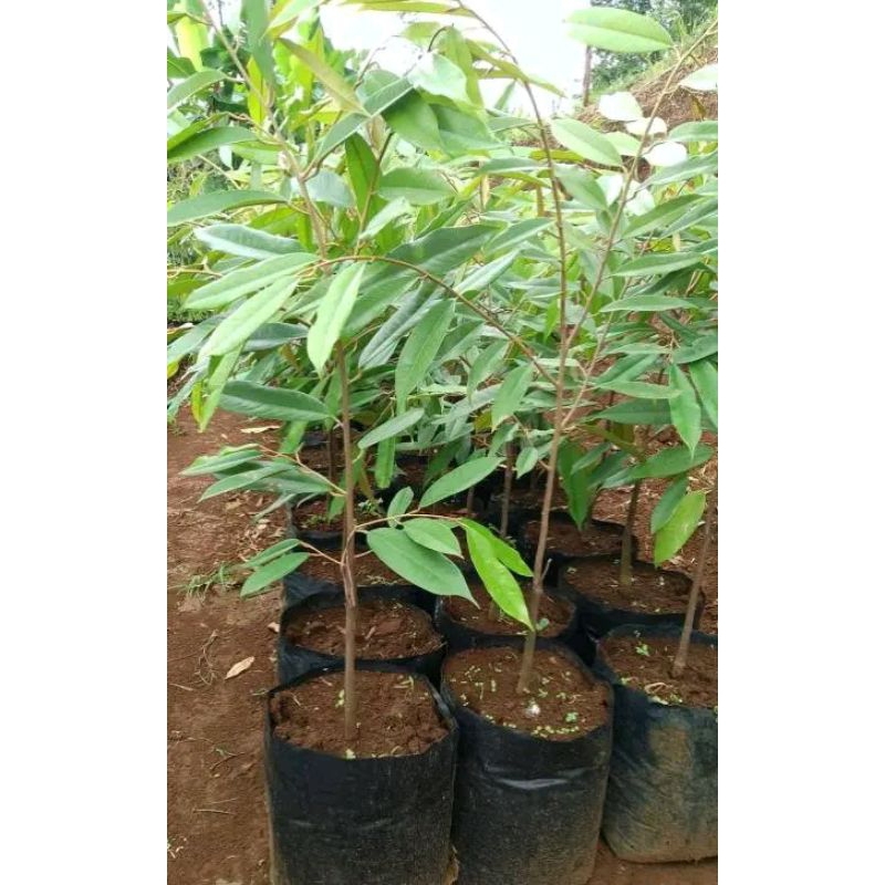 bibit tanaman buah durian montong / bibit durian montong