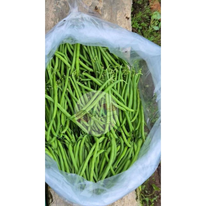 

1 KG BUNCIS KENYA PREMIUM SAYUR GROSIR MURAH BANDUNG