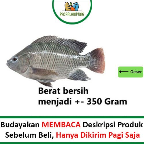 

Ikan Nila Segar 450-500 Gr Pasar Lampung