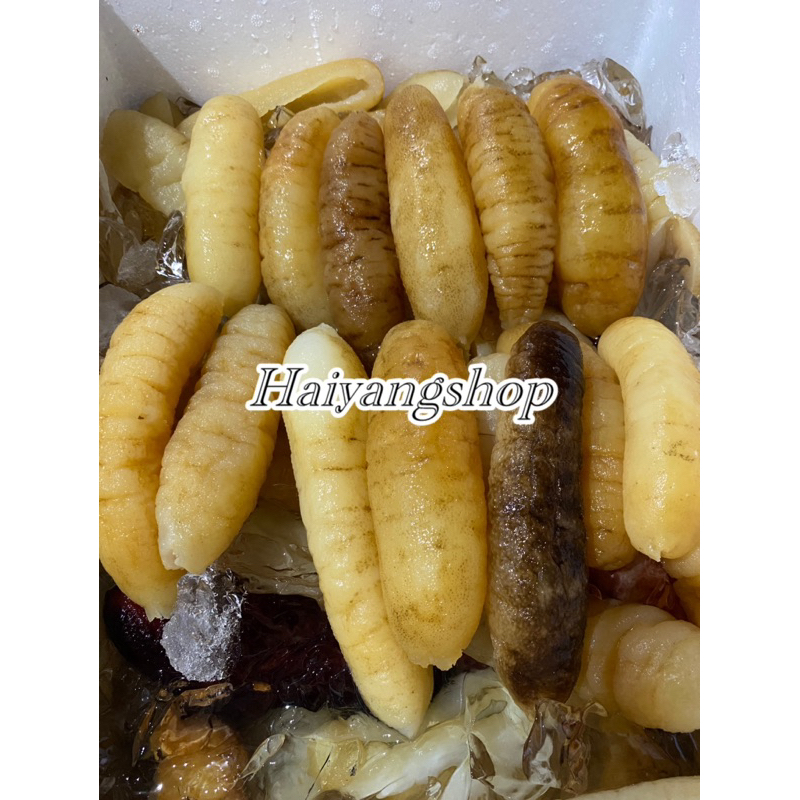 

HAISOM FRESH SIAP MASAK ASLI BANGKA BELITUNG KUALITAS SUPER KENYAL DAN TEBAL COCOK UNTUK RESTORAN BAHAN MASAKAN TUMIS HOISOM / TERIPANG GOSOK / GAMAT SEBAGAI OBAT LUKA DALAM LUAR DAN MENAMBAH STAMINA