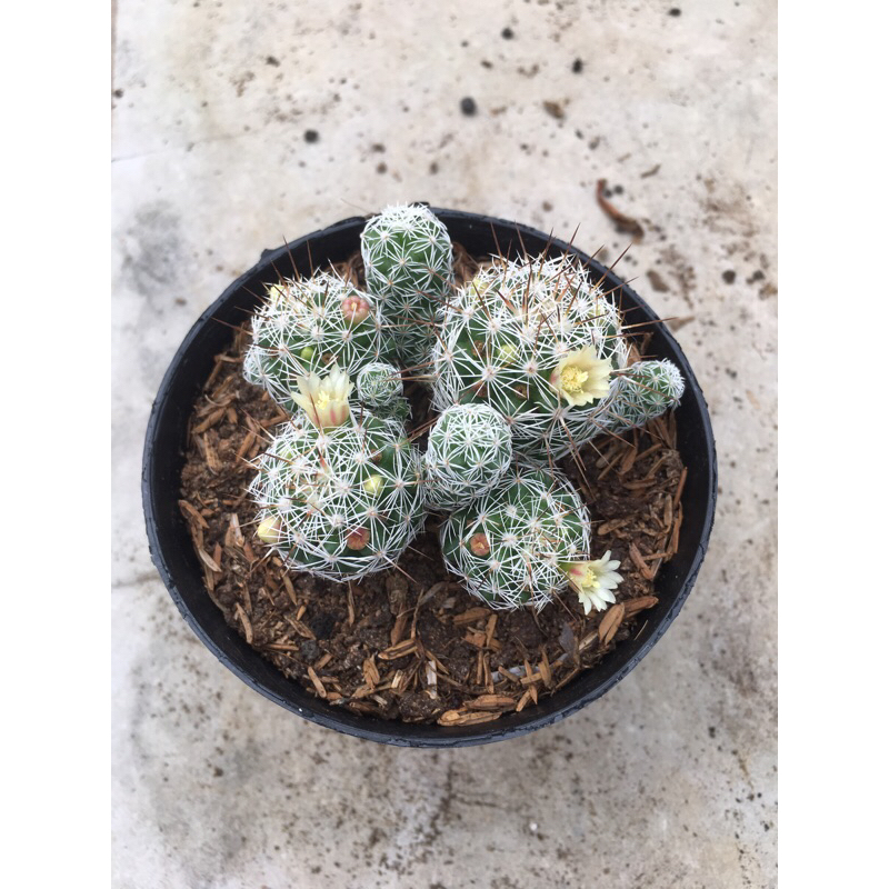 Mamilaria Gracilis