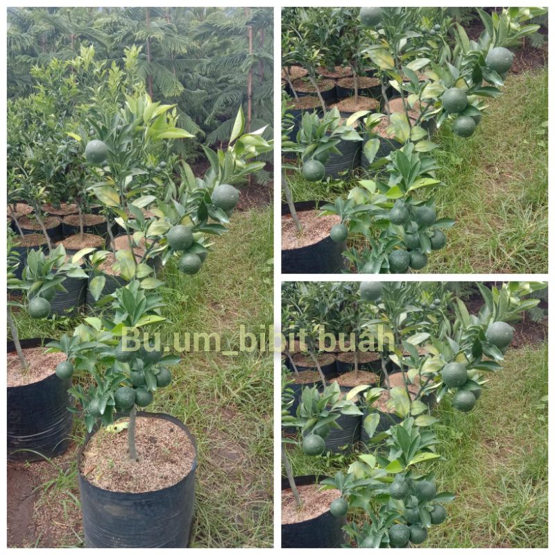 bibit tanaman jeruk mandarin berbuah dalam pot