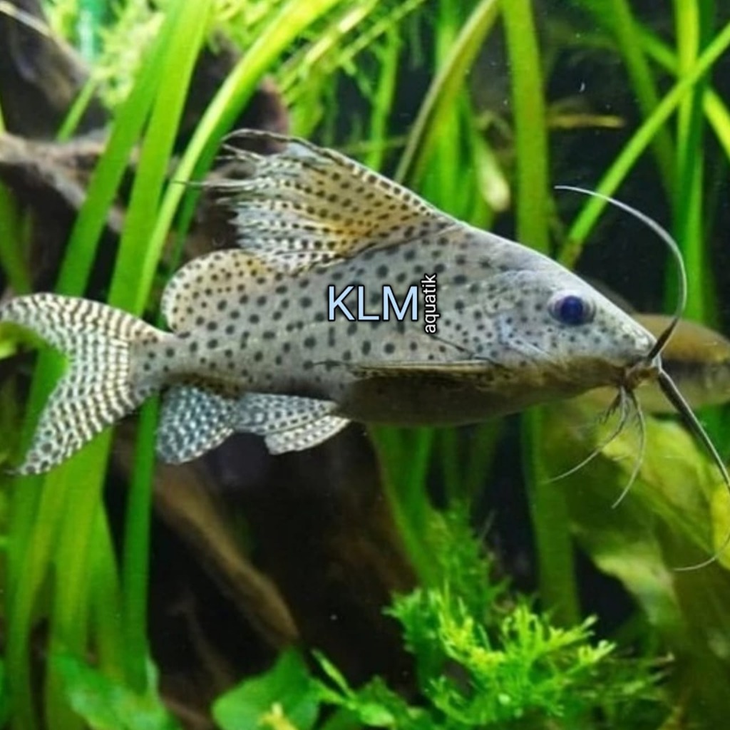 pembersih lumut synodontis
