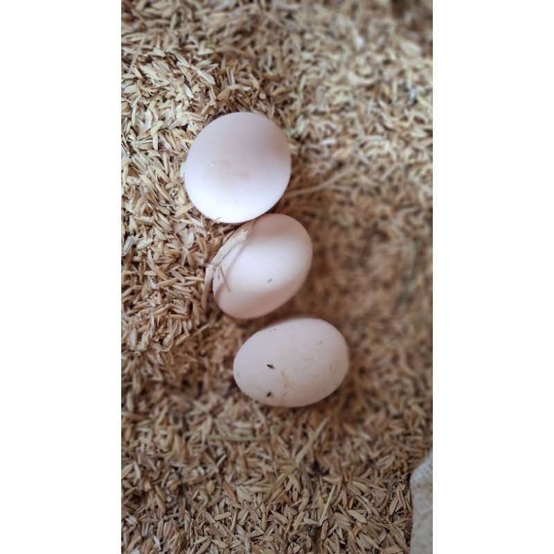 

Telur Ayam Merawang